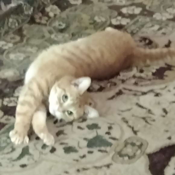 Meet your Posher, Stacy - Picture 3 of 3